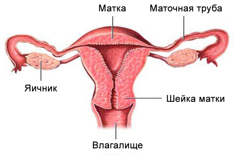 Схема матки, влагалище